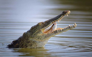 Panique à Médina Cily : Quand un crocodile terrorise des habitants de Kolda...