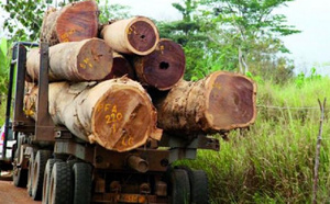 Vélingara : 150 arrestations en un an, dans la lutte contre la déforestation