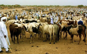 Transhumance et épidémie : inquiétude à Kaffrine, où les éleveurs dénoncent une pénurie de vaccins