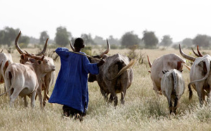 Linguère : Un jeune berger battu à mort par son cousin