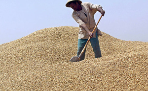Campagne arachidière : Les producteurs réclament entre 350 et 500 FCfa/kg, avant l’ouverture de la commercialisation