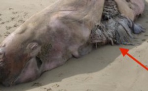 Ces 13 baleines se sont échouées sur une plage allemande. Ce que contenait leur ventre est dramatique !