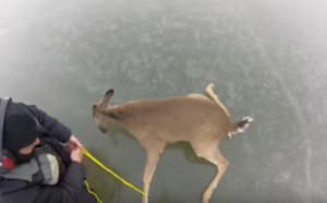 Qu’ont à l’esprit ces hommes pour cette pauvre biche? Ce qu’il se passe est incroyable!