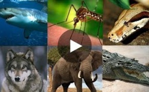 Les créatures et animaux les plus dangereux du monde - Spécial investigation 2016