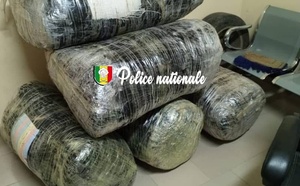 Trafic de drogue : l’OCRTIS met la main sur 196 kg de chanvre indien à Thiès