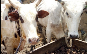 Vol de bétail à Bambilor: le chef de Gang arretè par la gendarmerie