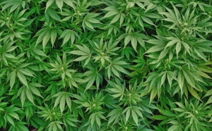 Trafic de cannabis : Un sexagénaire arrêté, deux armes à feu saisies à son domicile