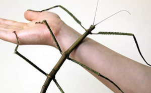 Voici l'insecte le plus long du monde