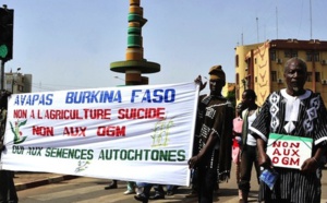 OGM : bientôt un boulevard en Afrique de l’Ouest ?