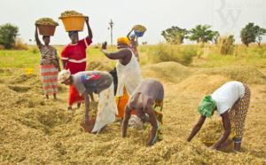 Atelier de restitution et de suivi des politiques agricoles : L'autosuffisance alimentaire du Sénégal au menu