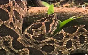 Les créatures les plus toxiques - Documentaire