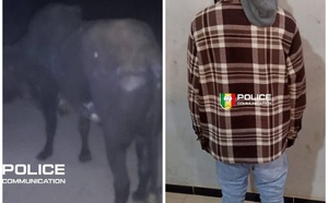 Démantèlement d’une bande de voleurs de bétail et saisie de carcasses à Diamaguène Sicap Mbao