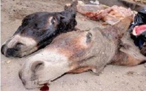 Enquête sur l'abattage clandestin d'ânes : Le cerveau localisé à Touba, un système organisé pisté 