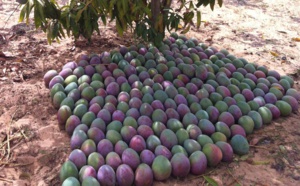 Améliorer la compétitivité de la mangue : Un pari pour le Sénégal