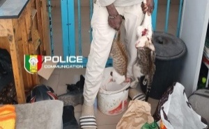 Corniche : un suspect déféré pour vente présumée de viande de chat