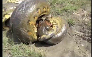 Anaconda vs Crocodile 
