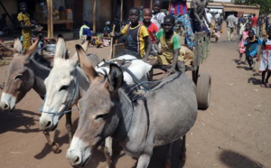 Mali: trafic illégal de viande d’âne en hausse dans le pays