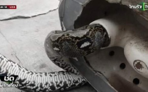 Aux toilettes, il se fait mordre le sexe par un python de trois mètres