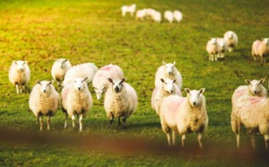 Des moutons défoncés au cannabis menacent un village gallois