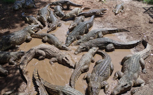 Inde : des serpents et crocodiles envisagés pour freiner l’immigration clandestine