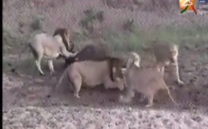 Image du jour : Sur cette vidéo, Bécaye Mbaye fait allusion aux politiciens…