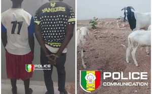 Vol de bétail : deux suspects arrêtés, un complice en fuite