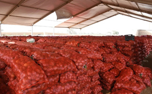 Régulation du marché de l’oignon : Le Sénégal suspend les ventes des agro-business pour protéger les petits producteurs