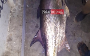 Saint-Louis : Un étrange poisson de 50 kg pêché au niveau du pont Faidherbe. Regardez