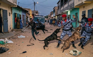 Yeumbeul : Des dealers lâchent des pitbulls sur la police lors d'un démantèlement musclé