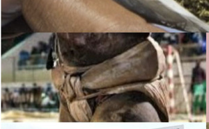 Diamaguène : un lutteur arrêté dans une affaire mêlant drogue et maison de débauche