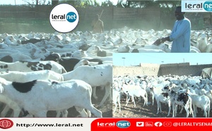Des moutons de qualité à prix abordables à la Bergerie Mahmoud Fall de Louga