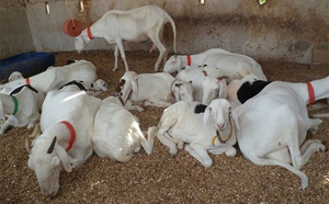 Ndiassane : une bande armée vole 28 moutons de race, les éleveurs sous pression