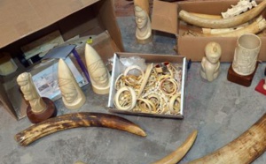 Criminalité faunique à Ziguinchor : Saisie de 1081 pièces d’ivoire, poils d’éléphants, trophées de lion et 16 carapaces de tortues vertes
