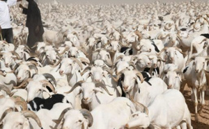 Tabaski 2026 : l’État renforce son dispositif pour sécuriser l’approvisionnement en moutons