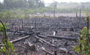 Pillage des forêts en Casamance : Le Collectif des cadres casamaçais tirent la sonnette d'larme
