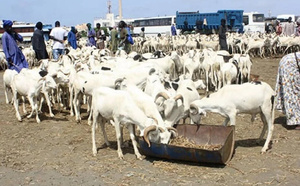 Tabaski 2026 : plus de 490 000 moutons déjà recensés à deux semaines de la fête