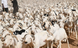 Tabaski 2026 : le Sénégal franchit le cap du million de moutons malgré des tensions sur les coûts