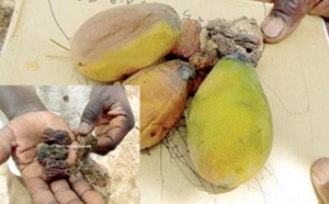 Exploitation du phosphate de Taïba : Les populations asphyxiées