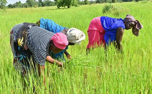 Le Sénégal lance le PASS, un programme de 150 milliards de FCFA pour renforcer la souveraineté alimentaire