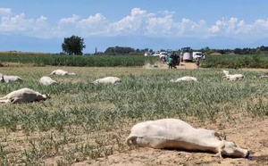 Kaffrine : 22 bovins décimés après une intoxication au sorgho, les éleveurs appelés à la vigilance