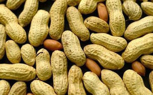 Diourbel : Plus de 2 100 tonnes de semences d’arachide déjà distribuées