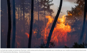 Incendies en France: comment la forêt des Landes est devenue «une poudrière»