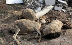 HLM 6 : un homme interpellé après une tentative de vente de viande de mouton impropre à la consommation