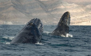 Un photographe a immortalisé des images incroyables de baleines et de dauphins pendant 25 ans... 18 photos à couper le souffle !