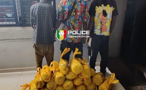 Bignona : trois individus interpellés avec 20 kg de chanvre indien
