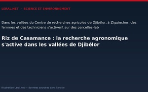 Riz de Casamance : la recherche agronomique s'active dans les vallées de Djibélor