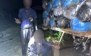 427 kg de chanvre indien saisis : un débarquement clandestin déjoué à Mbodiène