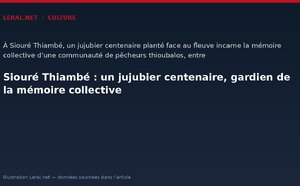 Siouré Thiambé : un jujubier centenaire, gardien de la mémoire collective