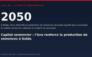 Capital semencier : l'Isra renforce la production de semences à Kolda