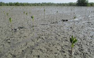 Bignona : un camp communautaire pour restaurer 10 hectares de mangrove à Suelle